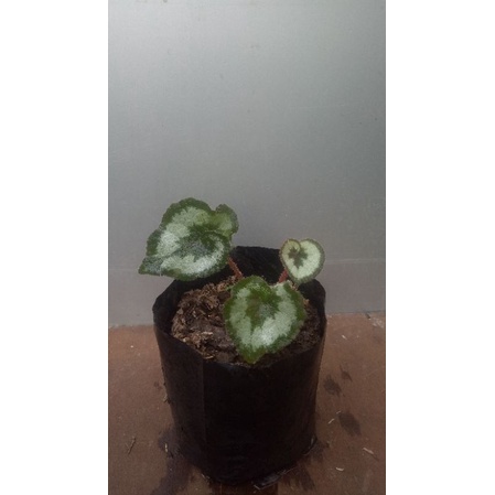 Tanaman Hias Murah Begonia Keong/Begonia Keong Berbulu