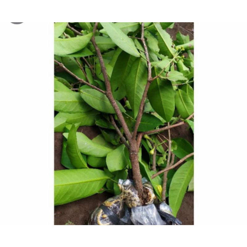 bibit cangkok jambu citra