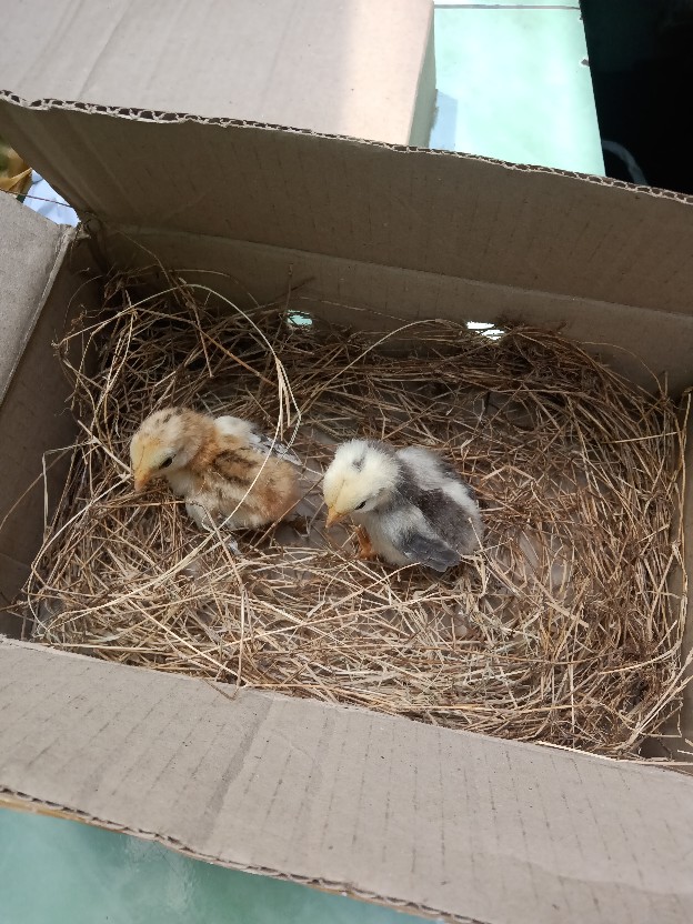 Ayam Hias /anak Ayam Serama /kate Ceper/poland/batik Kanda/batik Itali/chocin