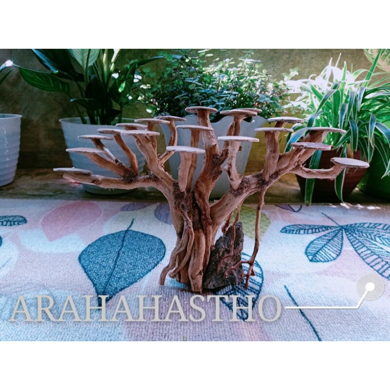 Bonsai Aquascape beringin Badan besar