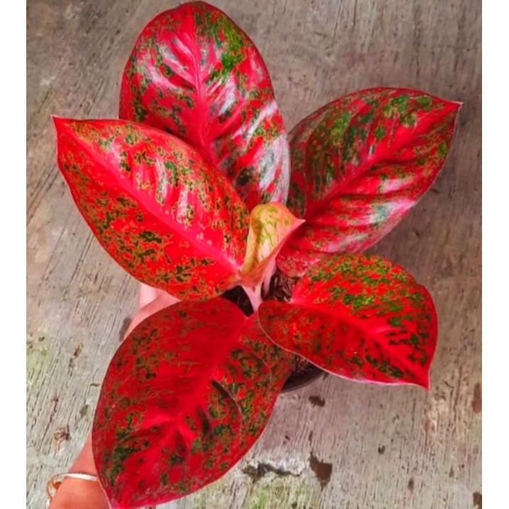 Aglaonema red stardus /Aglonema red stardust florist nursery / Aglonema red stardust (Tanaman hias aglaonema red stardust) - tanaman hias hidup - bunga hidup - bunga aglonema - aglaonema merah - aglonema merah - aglaonema import - aglaonema murah
