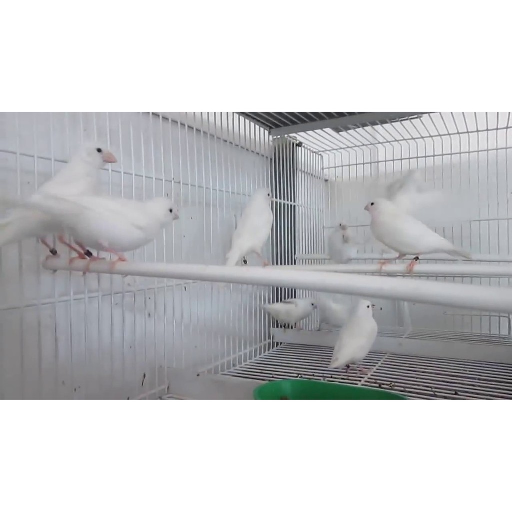 

Kenari Putih Betina Dewasa