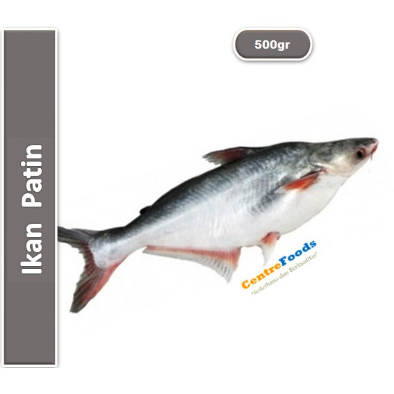 

Ikan Patin Fresh | Size S/M [ Berat 0.5Kg / 500gr ]