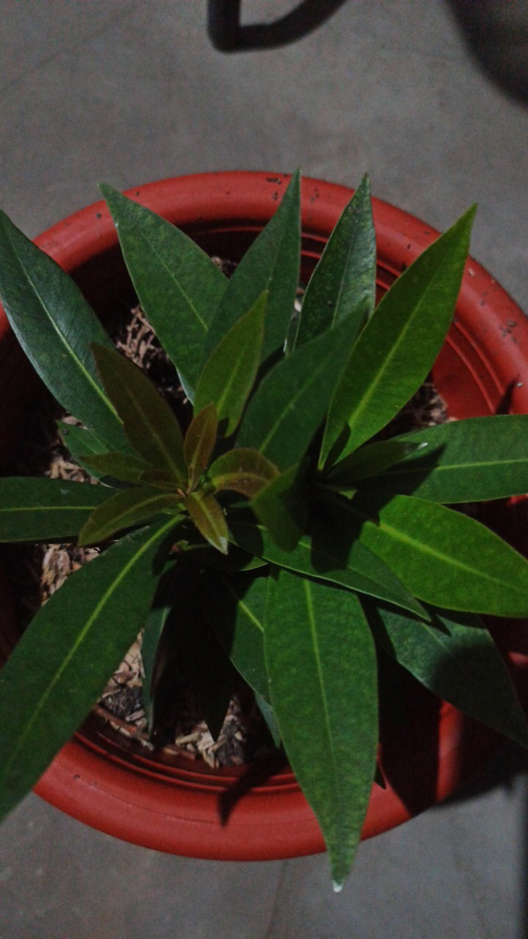 Tanaman Hias Xantostemon Bunga Merah Tanaman Bunga