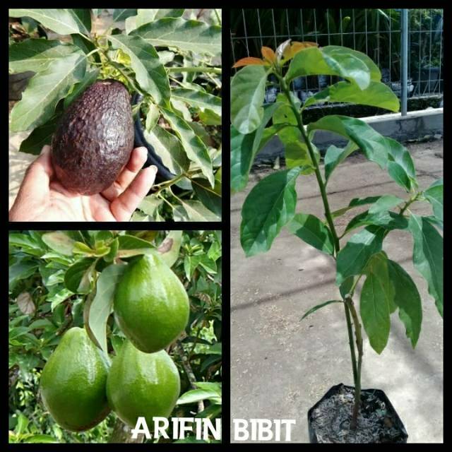 Bibit Alpukat Mentega Merah