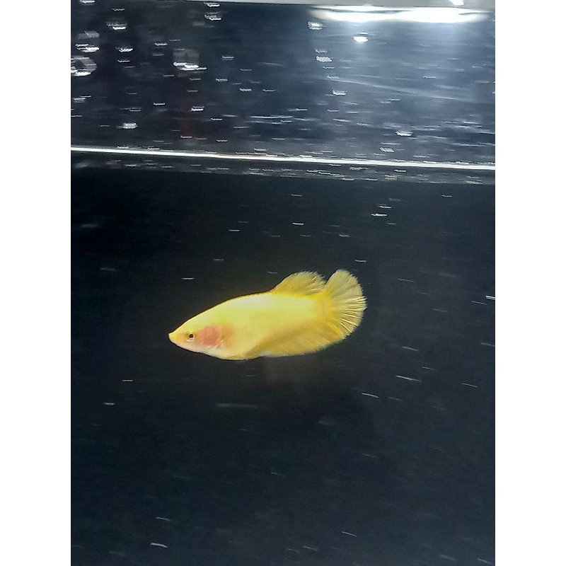 

Yellow banan