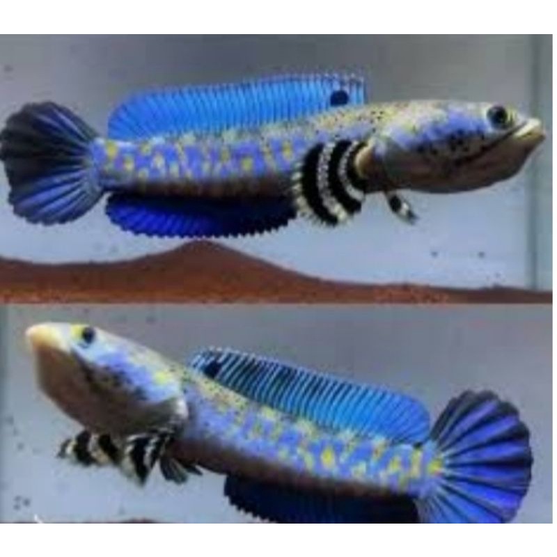 Perlengkapan Aquarium Chana Blue Pulchra Gondrong