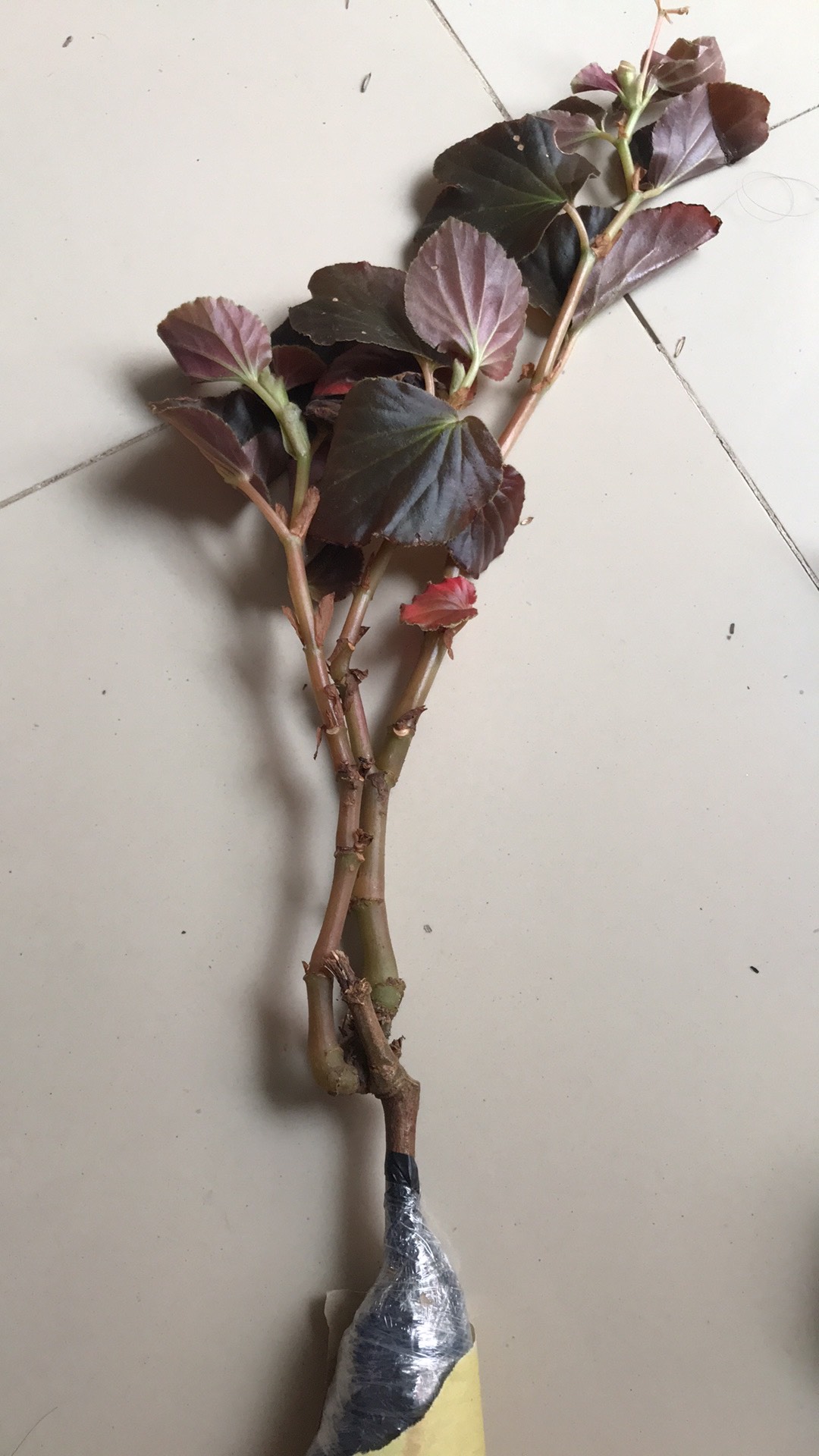 Tanamanahias/begonia