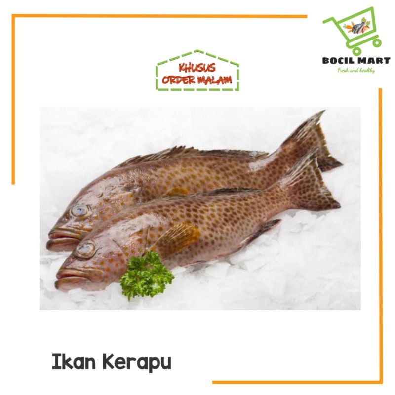 

IKAN KERAPU 50O GRAM BOCIL MART