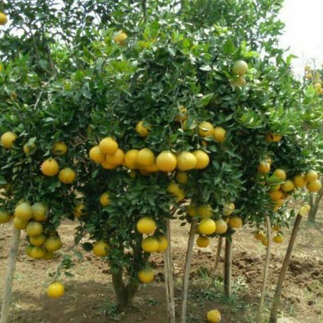 Bibit Tanaman Jeruk Lemon California Bibit Jeruk Lemon Jumbo Okulasi