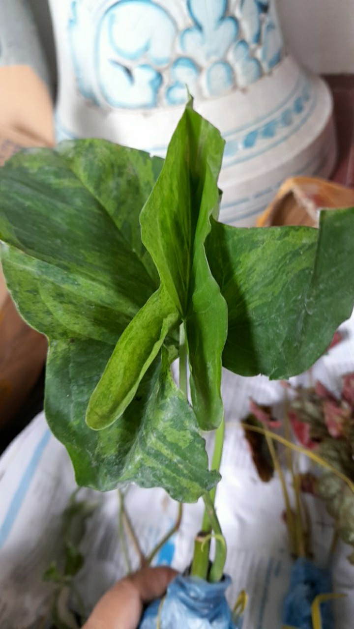 Singonium.. Green Mojito