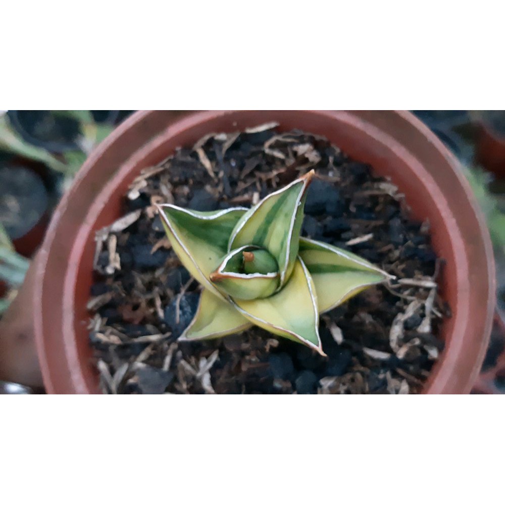 Sansevieria Powelli varigata