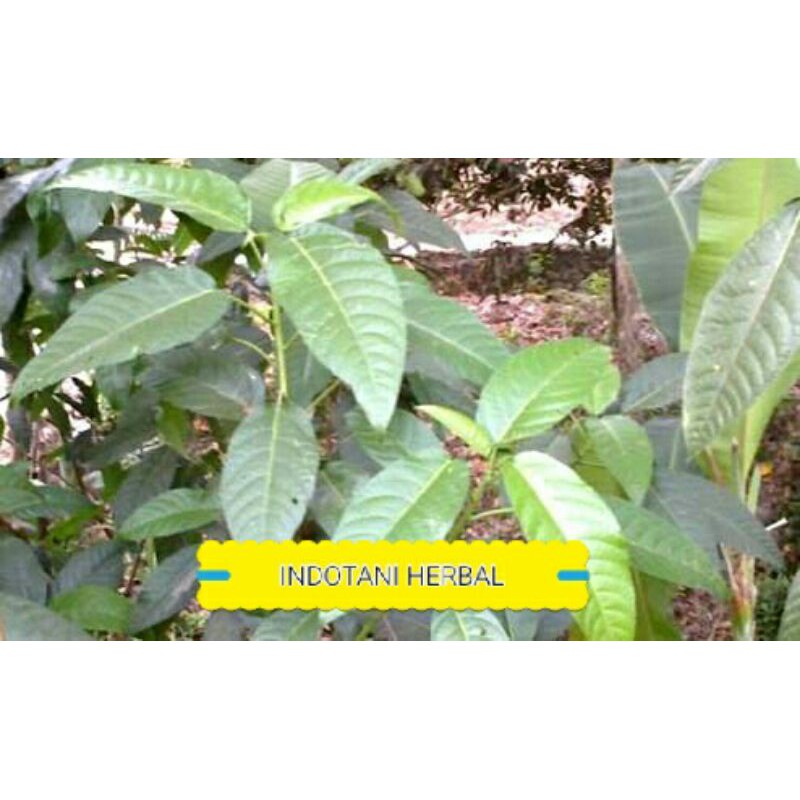 

DAUN KEMADU