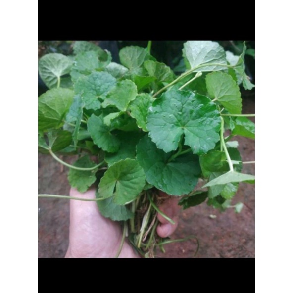 

Daun pegagan sayur