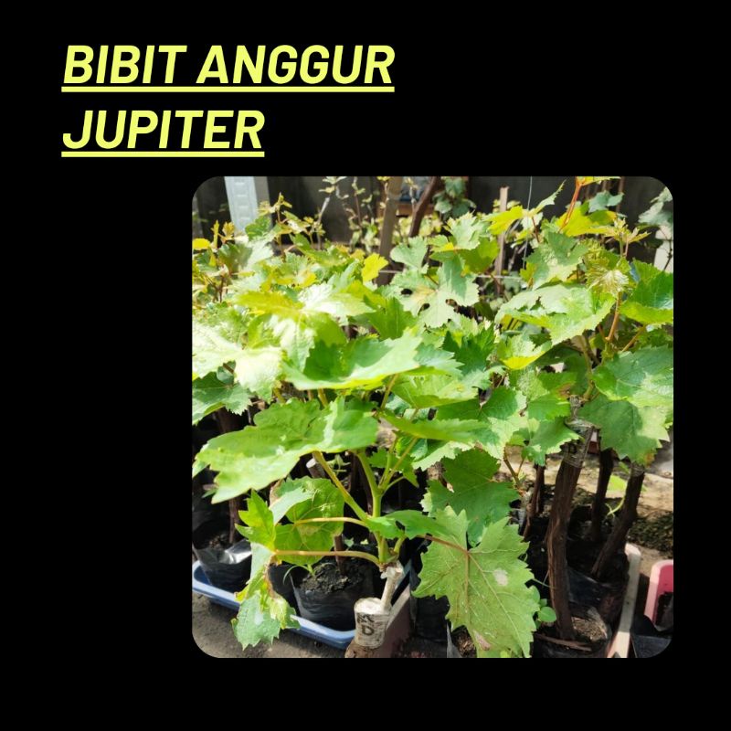 Bibit Anggur Import Jupiter Seedless Grafting, POHON ANGGUR JUPITER