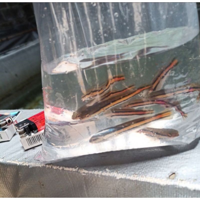 ikan/anakan gabus Toman uk 8cm