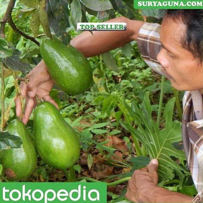 @# JUAL BIBIT ALPUKAT MENTEGA MIKI DEPOK KUALITAS SUPER RR IND4K