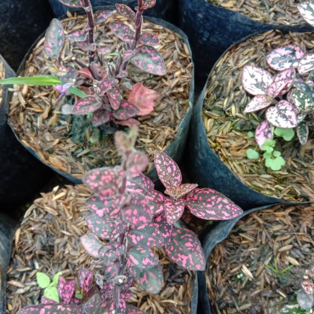 tanaman hipotes merah