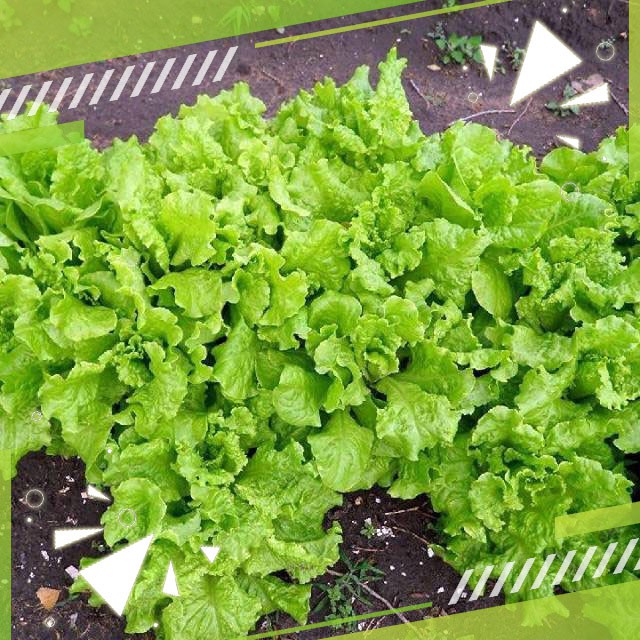 Gudange Benih Selada Keriting Hijau New GRAND RAPID