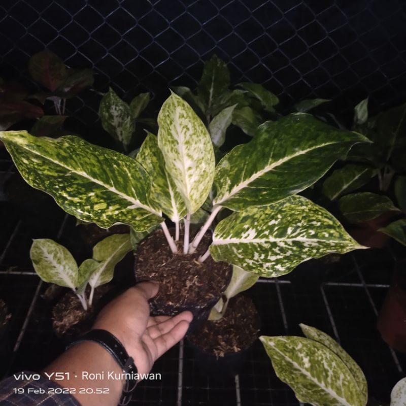 AGLONEMA STRIPTIS WHITE