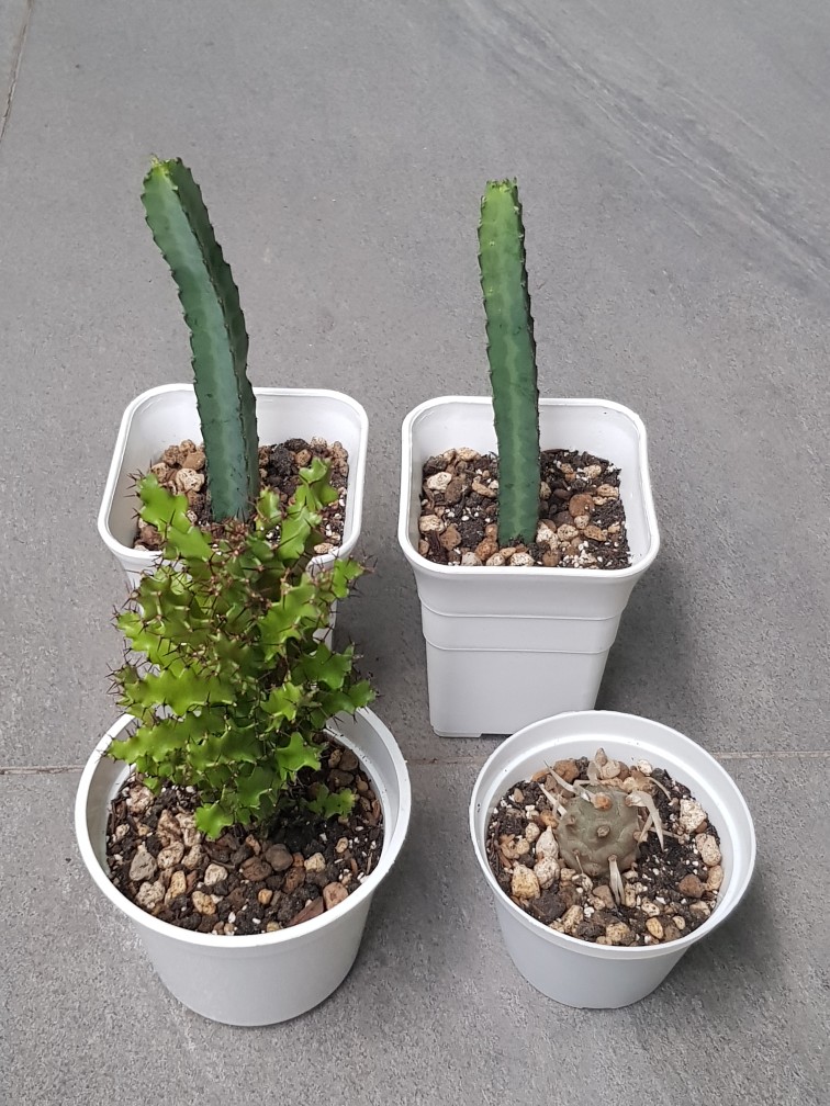 Sukulen Dan Kaktus Mini (tephrocactus Articulatus Papyracanthus)