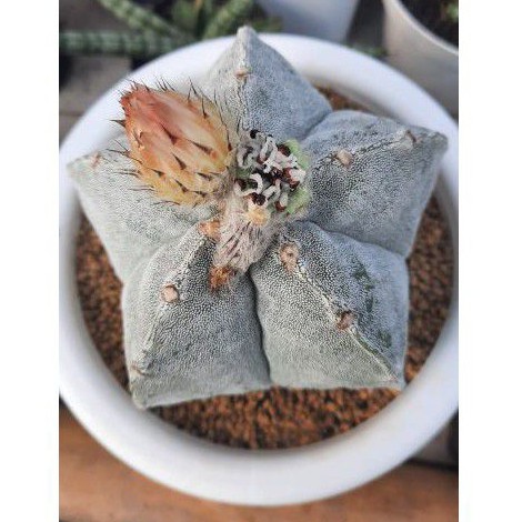 seed / benih / biji kaktus astro myriostigma