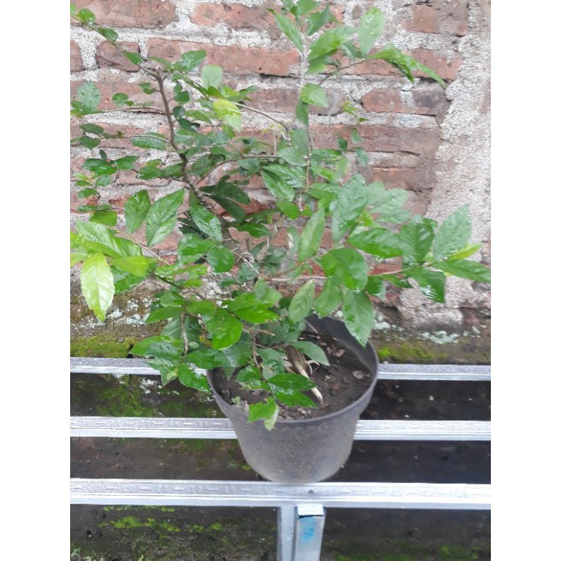 Serut Bahan Bonsai