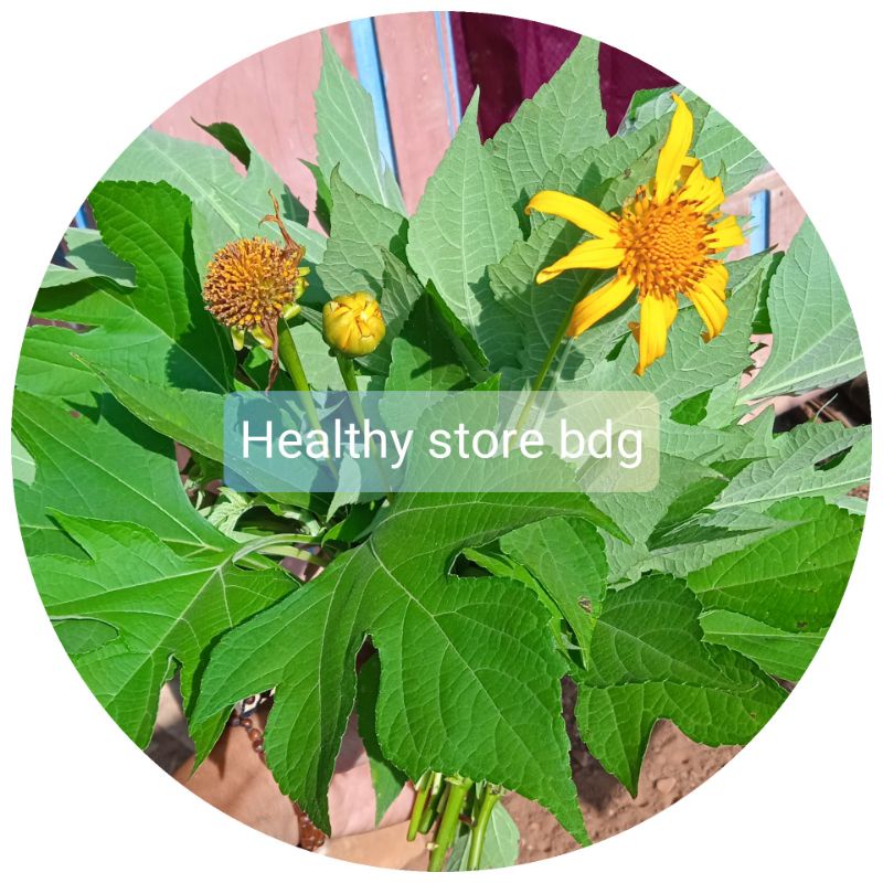 

Daun insulin segar atau daun kipahit 1 kg