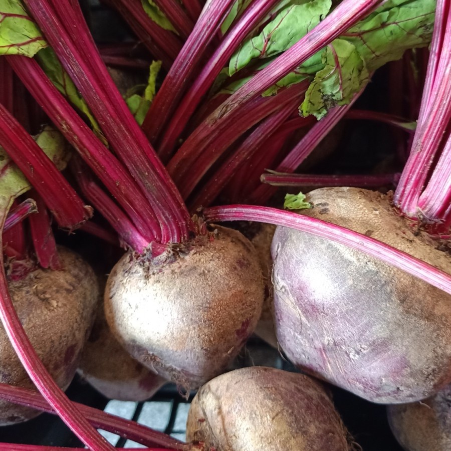 

Bit Beetroot 500gr