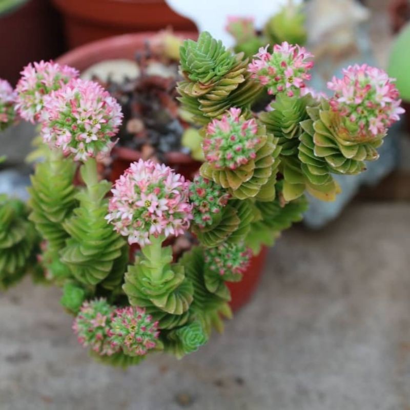 Sukulen Crassula estagnol cluster spiral