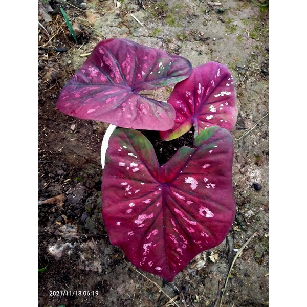 caladium black mamba