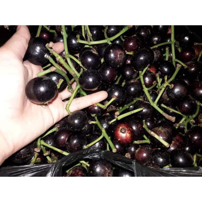 

BUAH KUPA GOWOK,KUPA GOWOK FRES 1 kg