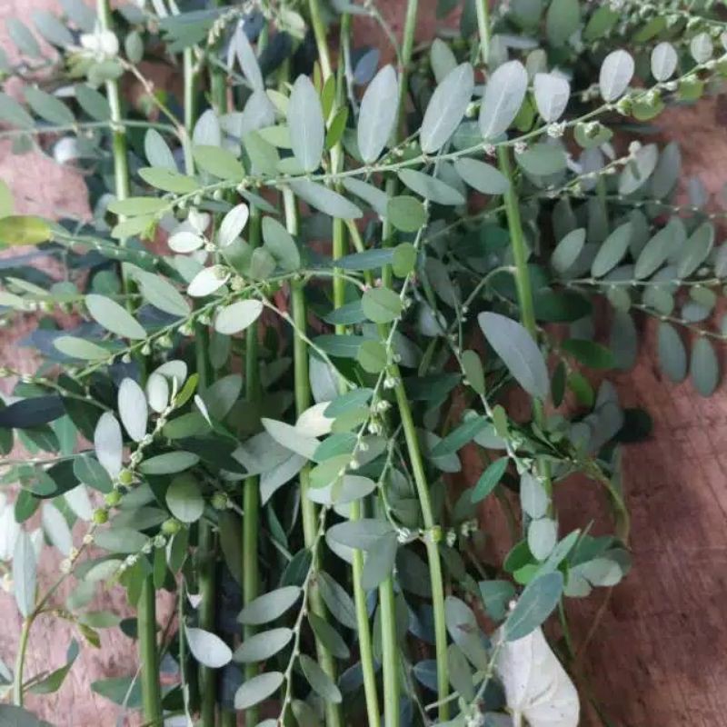 

daun Meniran herbal