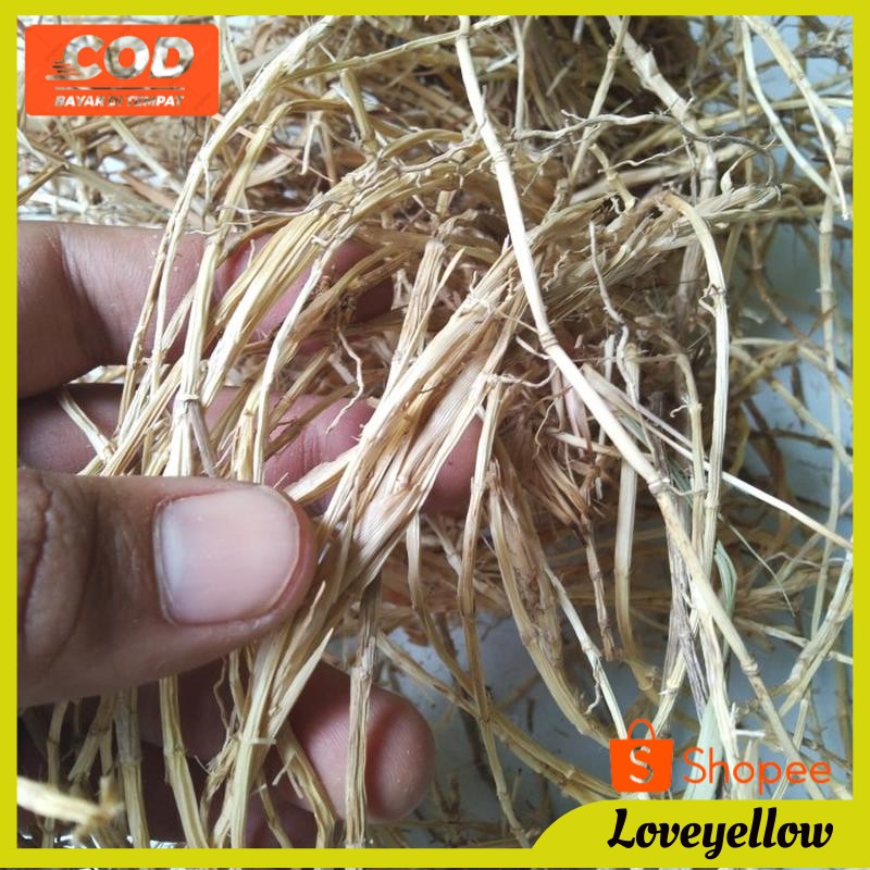 

Akar Alang Alang Kering 500gr