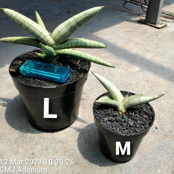 sansevieria boncel silver