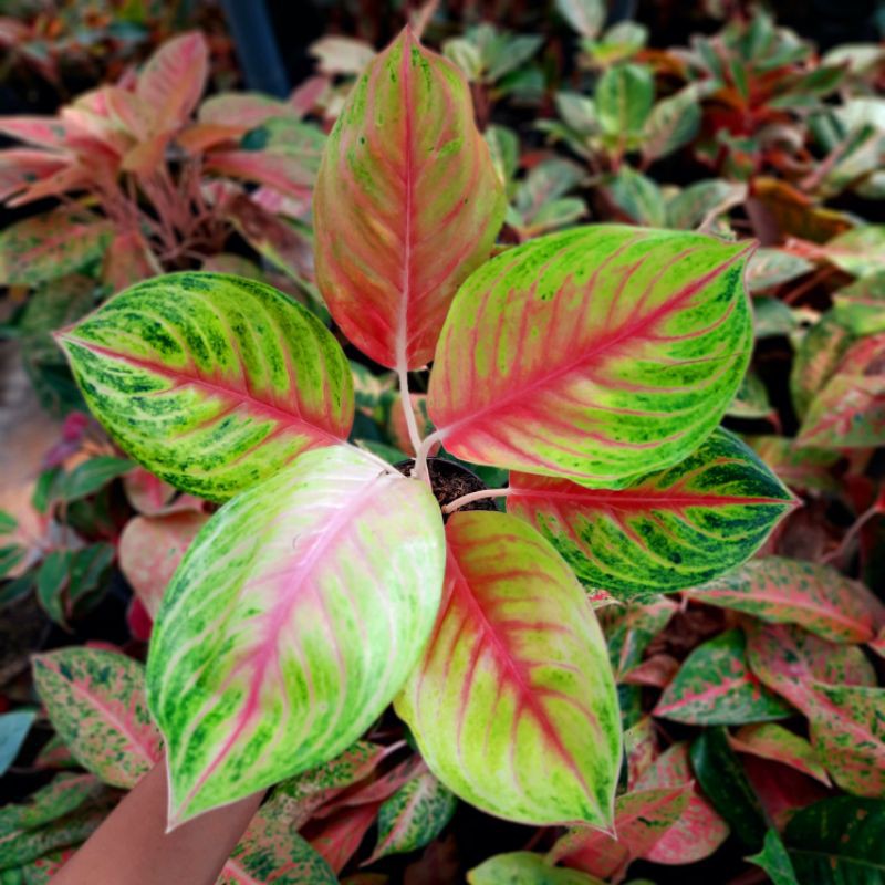  AGLAONEMA  AGLONEMA  ANDINI Tanaman Aglaonema  Andini 