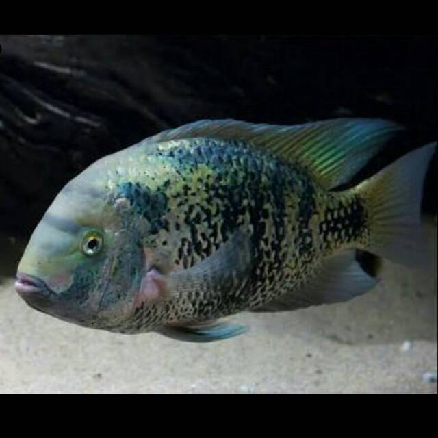 Vieja Heterospilus Montecristo Cichlid Central America