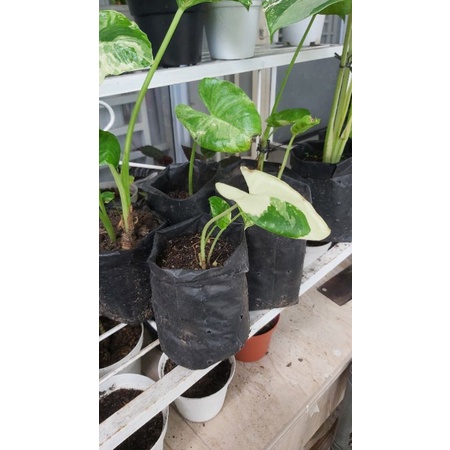 Sente Varigata Alocasia Macrorhizos