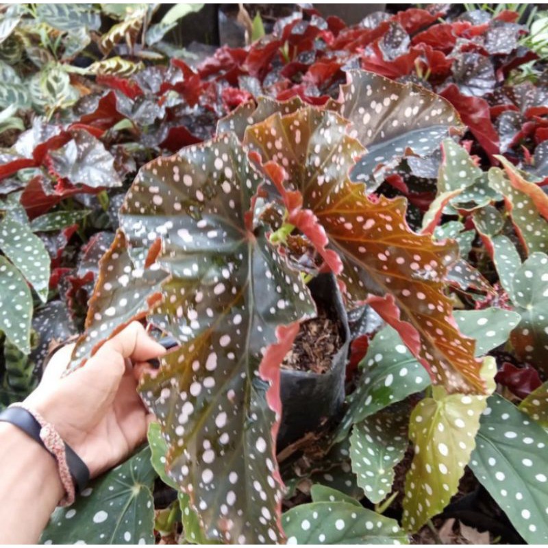 TANAMAN HIAS BEGONIA MOCCA// BEGONIA POLKA MOCCA