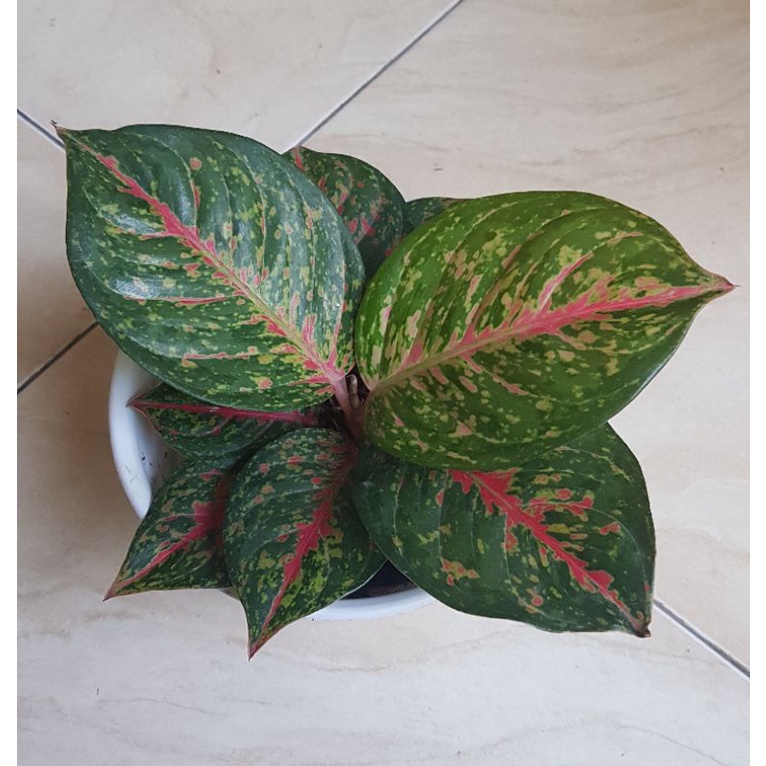 Aglonema Wulandari Black Real pict