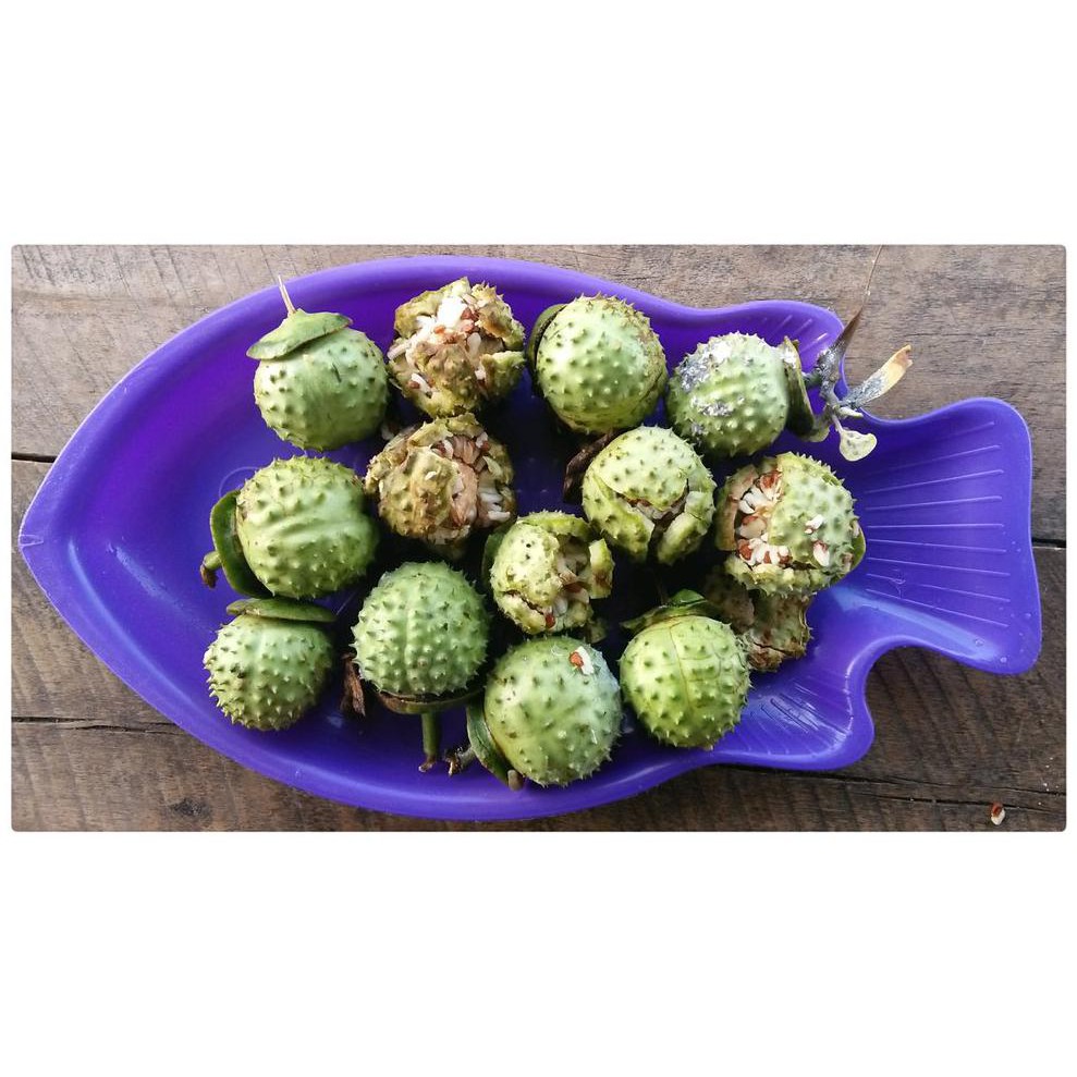 BUAH KECUBUNG WULUNG SEGAR @_#