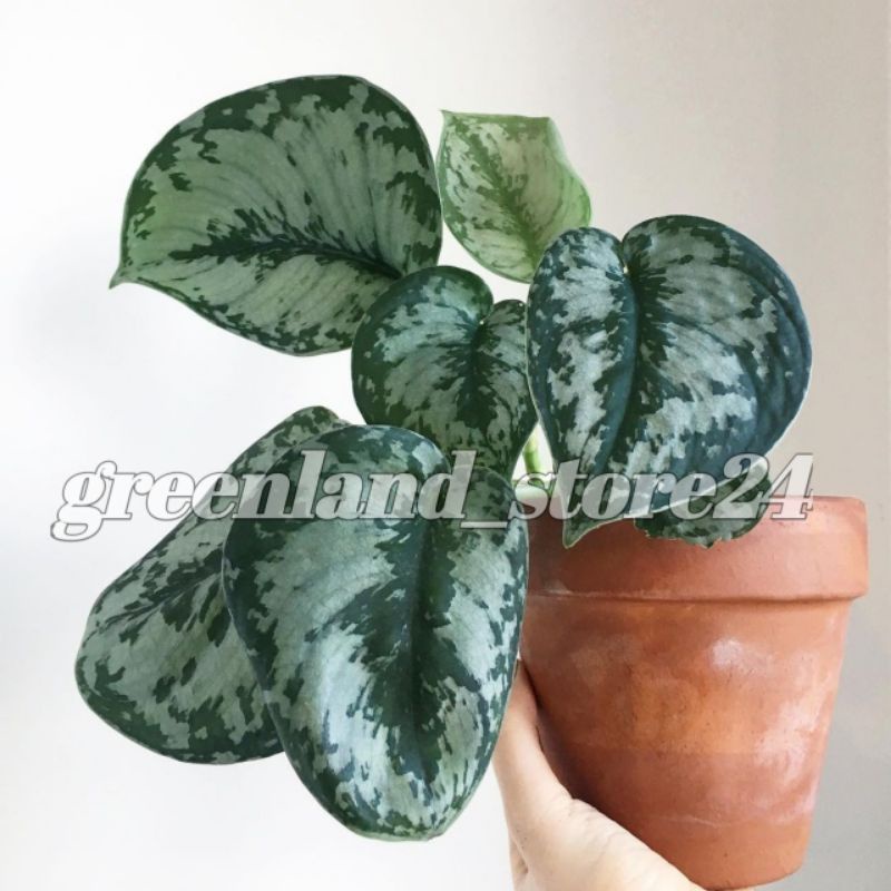Sirih gading silver - scindapsus - scindapsus exotica - srigading silver - sirih gading