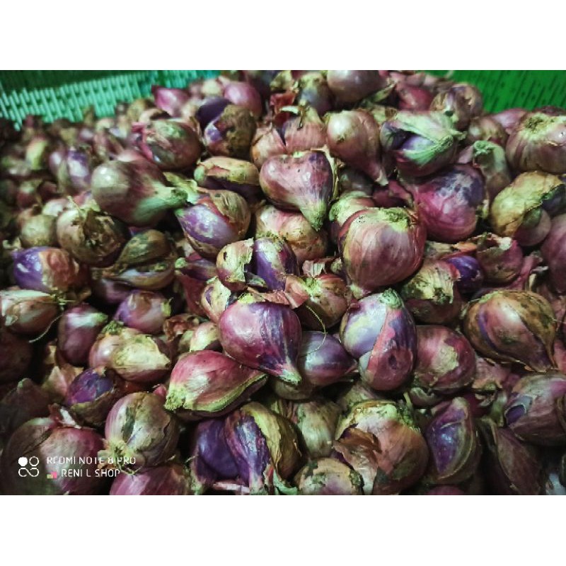 

Bawang Merah Brebes