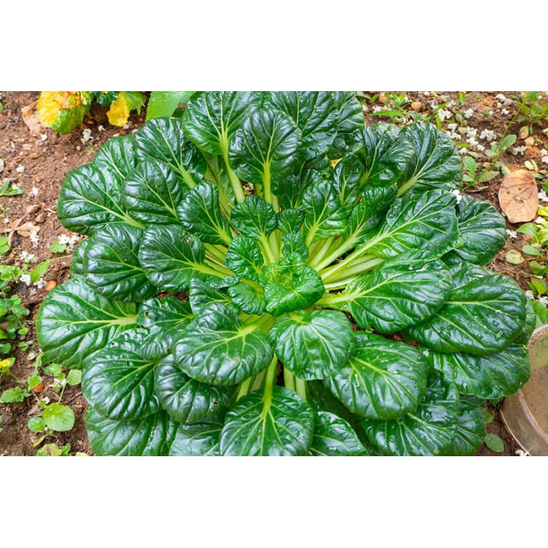 Benih Bibit Biji - Sawi Tatsoi Pagoda Sayur Ta Ke Cai (Rosette Bok Choy) Seeds - Panen Dalam 40 Hari