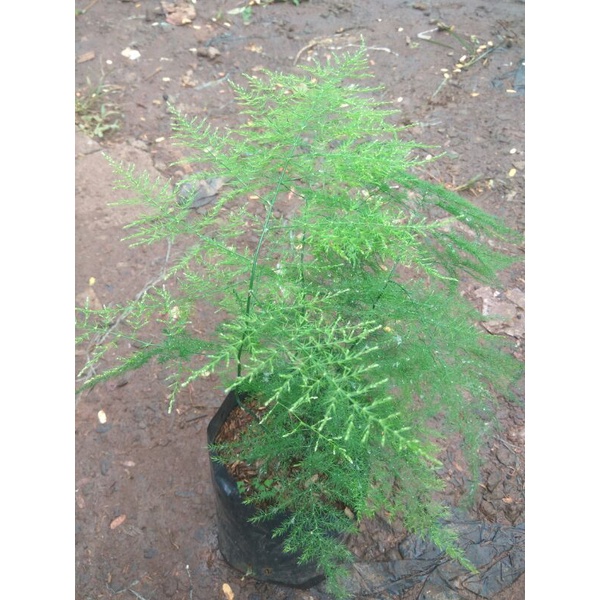 bibit tanaman hias asparagus plumosus bibit bunga asparagus