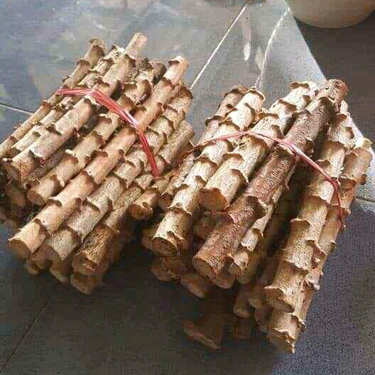 

bibit batang singkong
