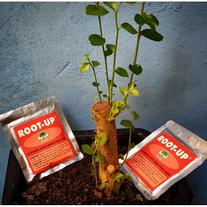 root-up perangsang akar