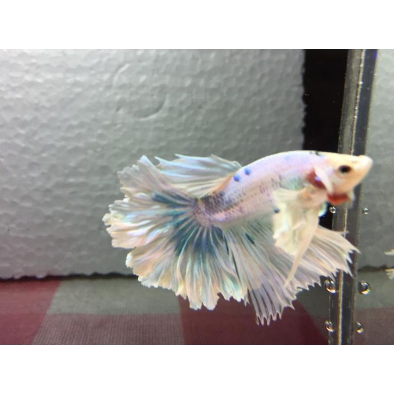 Halfmoon Dumbo Ear Marble ekor Rosetail HMDE