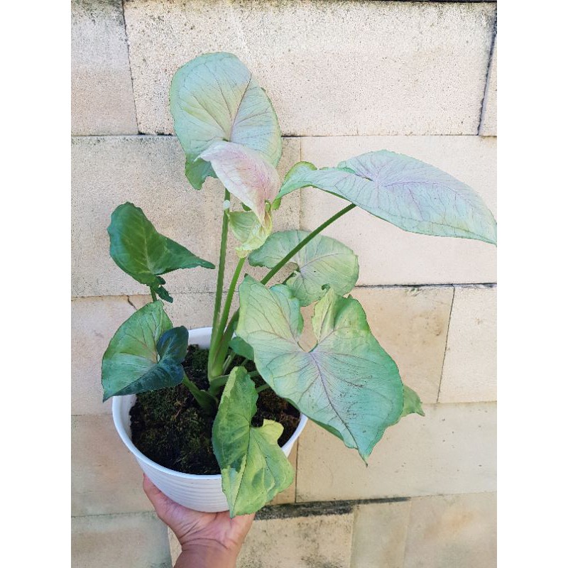 Syngonium T24 Jumbo