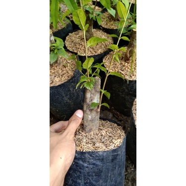 cangkokan anting putri stang motor